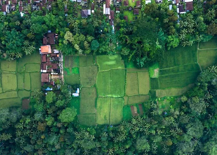 Amrita *